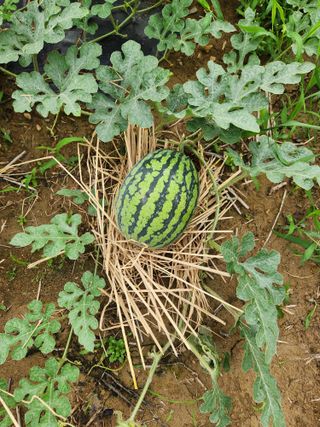 댕이골표영환님의 8월 내 작물 자랑하기 · 참여글 작성글 사진