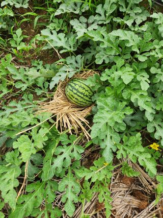 댕이골표영환님의 8월 내 작물 자랑하기 · 참여글 작성글 사진