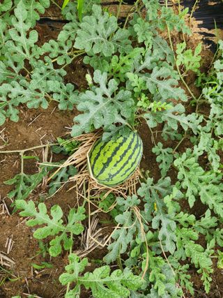 댕이골표영환님의 8월 내 작물 자랑하기 · 참여글 작성글 사진