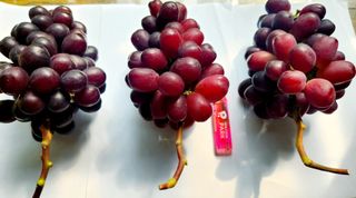 도기백님의 8월 내 작물 자랑하기 · 참여글 작성글 사진