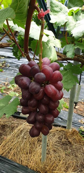 도기백님의 8월 내 작물 자랑하기 · 참여글 작성글 사진