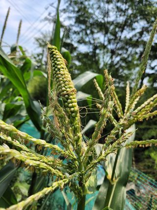 자연숲속님의 옥수수 · 병해충상담 작성글 사진