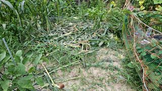 소백산오가피님의 자유주제 · 자유게시판 작성글 사진