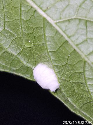 정병무님의 참깨 · 병해충상담 작성글 사진