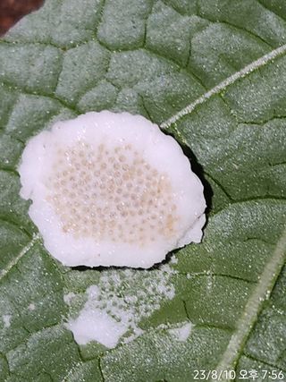 정병무님의 참깨 · 병해충상담 작성글 사진