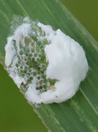 정병무님의 참깨 · 병해충상담 작성글 사진