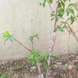 진우님의 복숭아 · 병해충상담 작성글 사진