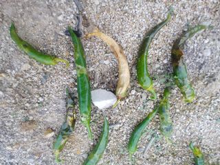 농사시작하는초보님의 고추 · 병해충상담 작성글 사진