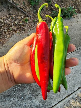 정 미라님의 8월 내 작물 자랑하기 · 참여글 작성글 사진