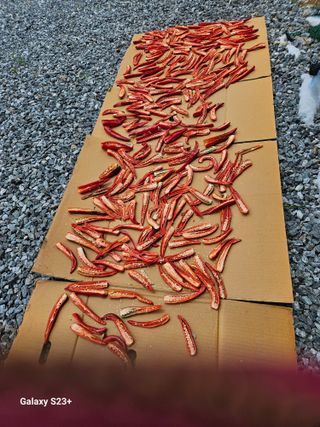 류승원님의 8월 내 작물 자랑하기 · 참여글 작성글 사진