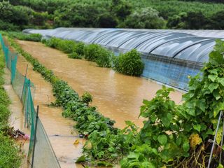 소리사랑 박주현님의 상추 · 자유게시판 작성글 사진