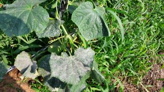 양미숙님의 오이 · 병해충상담 작성글 사진