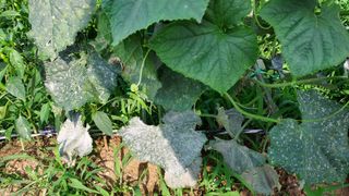 양미숙님의 오이 · 병해충상담 작성글 사진