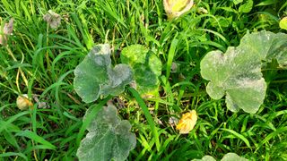 양미숙님의 오이 · 병해충상담 작성글 사진