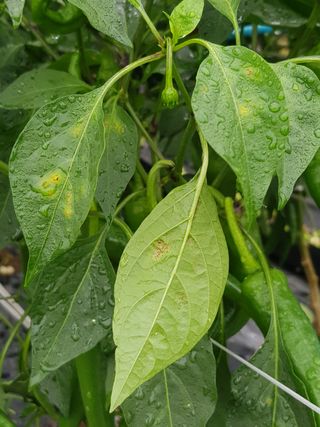 정해인님의 고추 · 병해충상담 작성글 사진