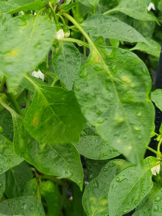 정해인님의 고추 · 병해충상담 작성글 사진