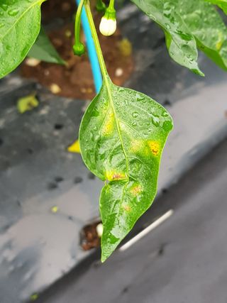 정해인님의 고추 · 병해충상담 작성글 사진