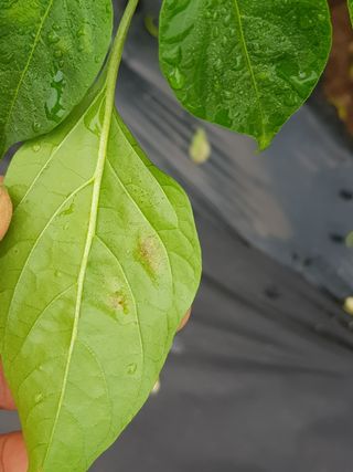 정해인님의 고추 · 병해충상담 작성글 사진