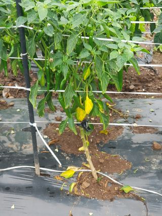 정해인님의 고추 · 병해충상담 작성글 사진