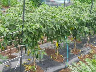 정해인님의 고추 · 병해충상담 작성글 사진