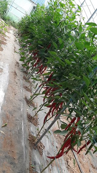 강윤원 보림팜(주)님의 8월 내 작물 자랑하기 · 참여글 작성글 사진