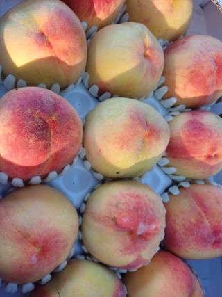 박원용님의 복숭아 · 자유게시판 작성글 사진