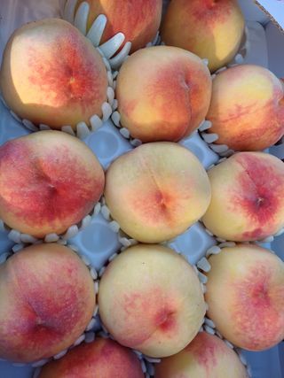 박원용님의 복숭아 · 자유게시판 작성글 사진