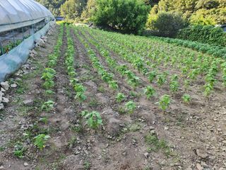 경규찬님의 8월 내 작물 자랑하기 · 참여글 작성글 사진