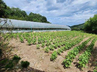 경규찬님의 8월 내 작물 자랑하기 · 참여글 작성글 사진