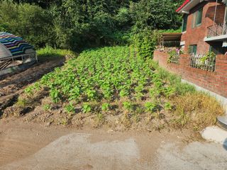 경규찬님의 8월 내 작물 자랑하기 · 참여글 작성글 사진