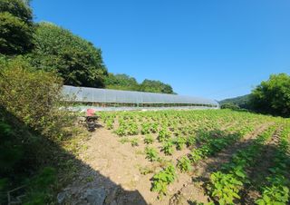 경규찬님의 8월 내 작물 자랑하기 · 참여글 작성글 사진