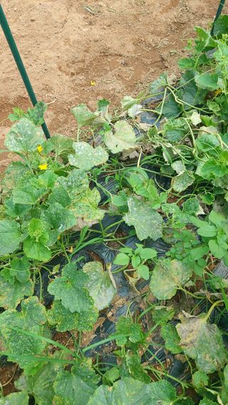 고만철님의 오이 · 병해충상담 작성글 사진