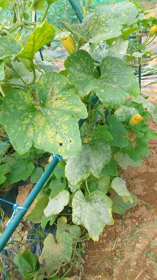 고만철님의 오이 · 병해충상담 작성글 사진