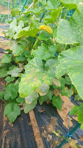 고만철님의 오이 · 병해충상담 작성글 사진