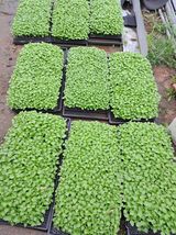 팜모닝 8월 내 작물 자랑하기·참여글 게시글 이미지