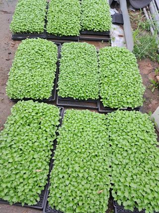 이인성님의 8월 내 작물 자랑하기 · 참여글 작성글 사진