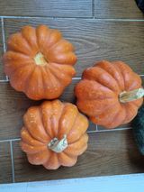 팜모닝 호박·자유게시판 게시글 이미지