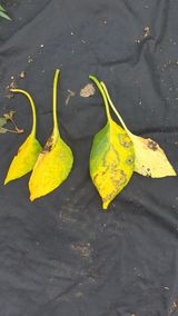 팜모닝 기타작물·병해충상담 게시글 이미지