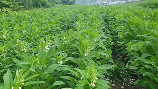 김용언 님의 참깨 · 자유게시판 작성글 사진