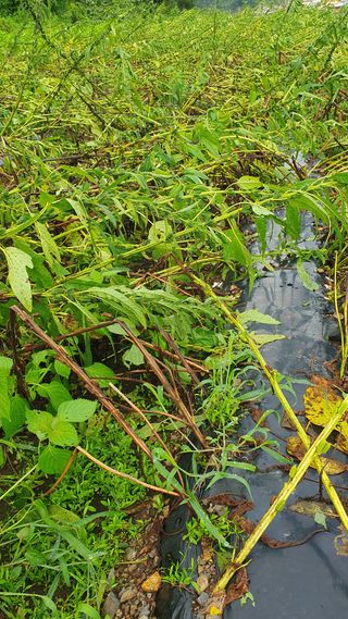김용언 님의 참깨 · 자유게시판 작성글 사진