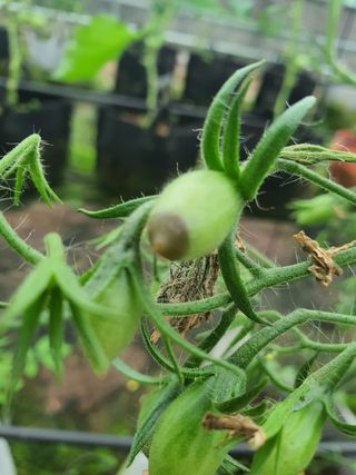 꼬맹님의 토마토 · 병해충상담 작성글 사진