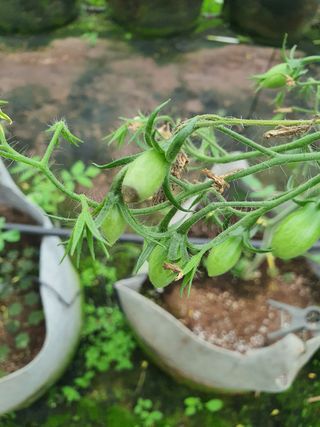 꼬맹님의 토마토 · 병해충상담 작성글 사진