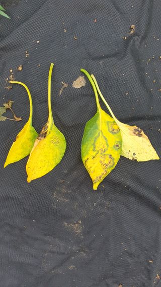 heon5486님의 기타작물 · 병해충상담 작성글 사진