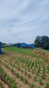 팜모닝 들깨·자유게시판 게시글 이미지