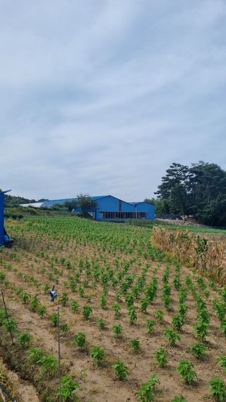 농부(양수)님의 들깨 · 자유게시판 작성글 사진