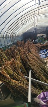 팜모닝 참깨·자유게시판 게시글 이미지