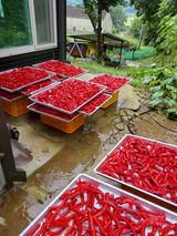 팜모닝 고추·수확 게시글 이미지