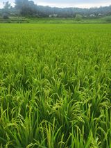 팜모닝 8월 내 작물 자랑하기·참여글 게시글 이미지