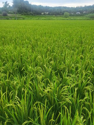 정종태님의 8월 내 작물 자랑하기 · 참여글 작성글 사진