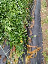 팜모닝 기타작물·자유게시판 게시글 이미지